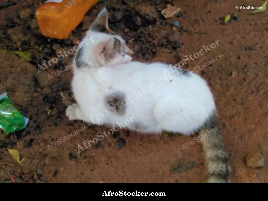 Cat Resting African Village | AfroStocker