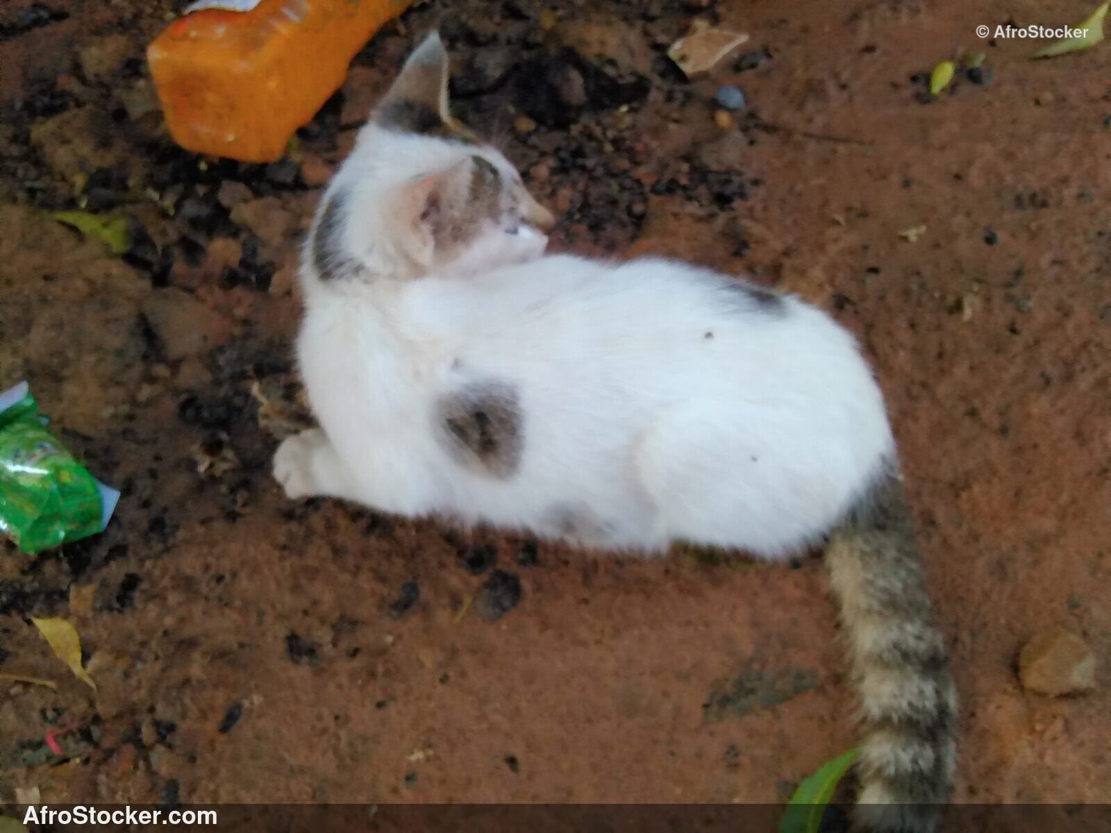 Cat Resting African Village | AfroStocker