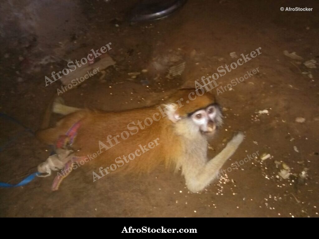Monkey In African Wild | AfroStocker