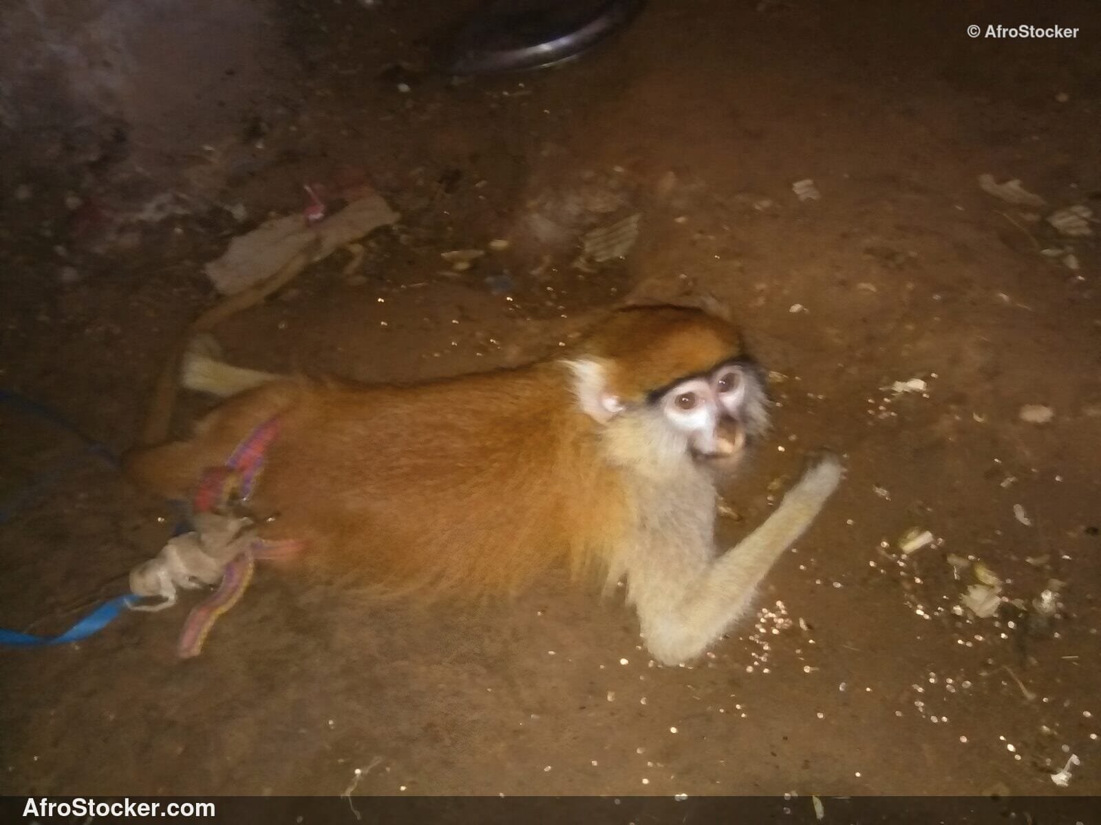 Monkey In African Wild / Singe Sauvage en Afrique | AfroStocker