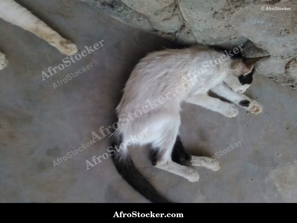 Cat Sleep Sub-Saharan Africa | AfroStocker