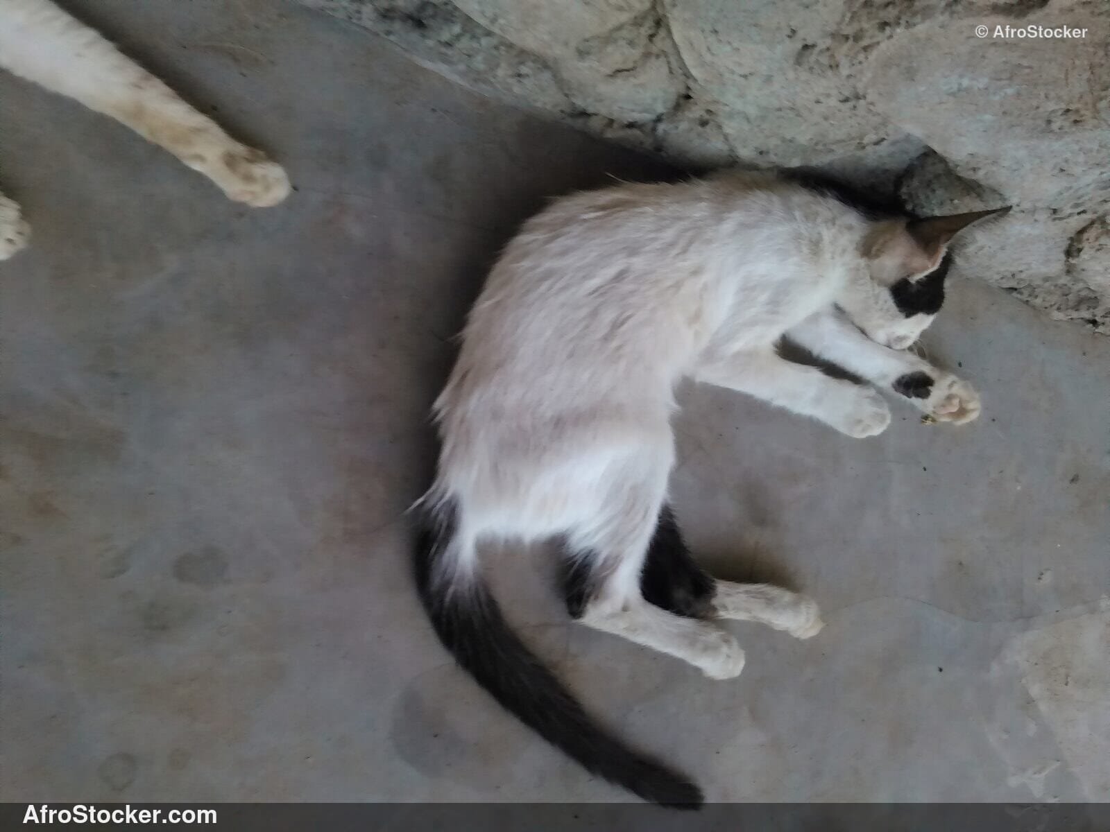 Cat Sleep Sub-Saharan Africa | AfroStocker