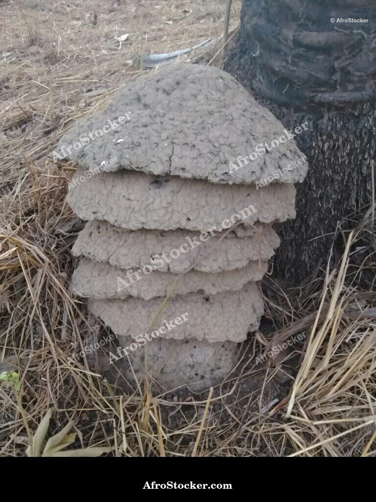 Termite Mound West Africa / Termitière Afrique de l'Ouest | AfroStocker