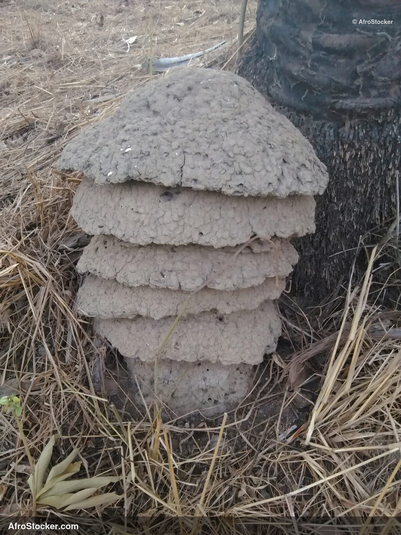 Termite Mound West Africa / Termitière Afrique de l'Ouest | AfroStocker
