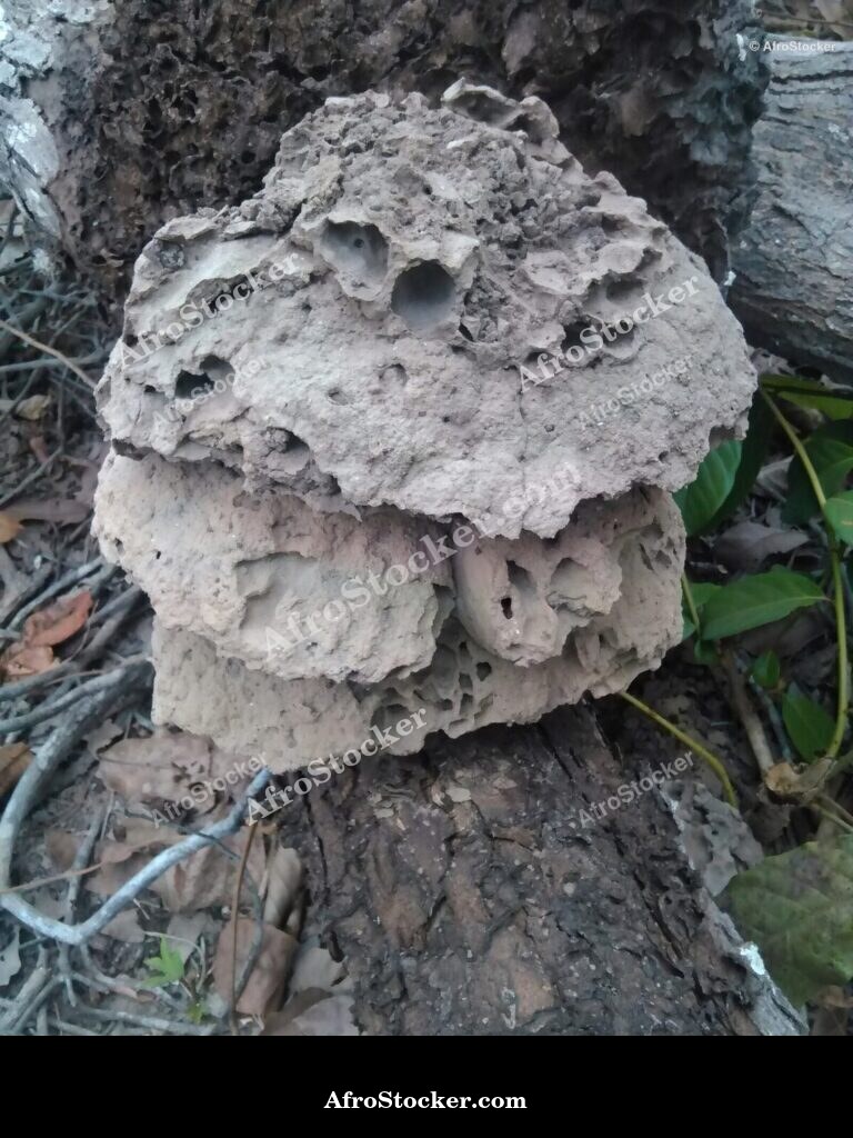 Small Termite Mound Africa / Petite Termitière Afrique | AfroStocker