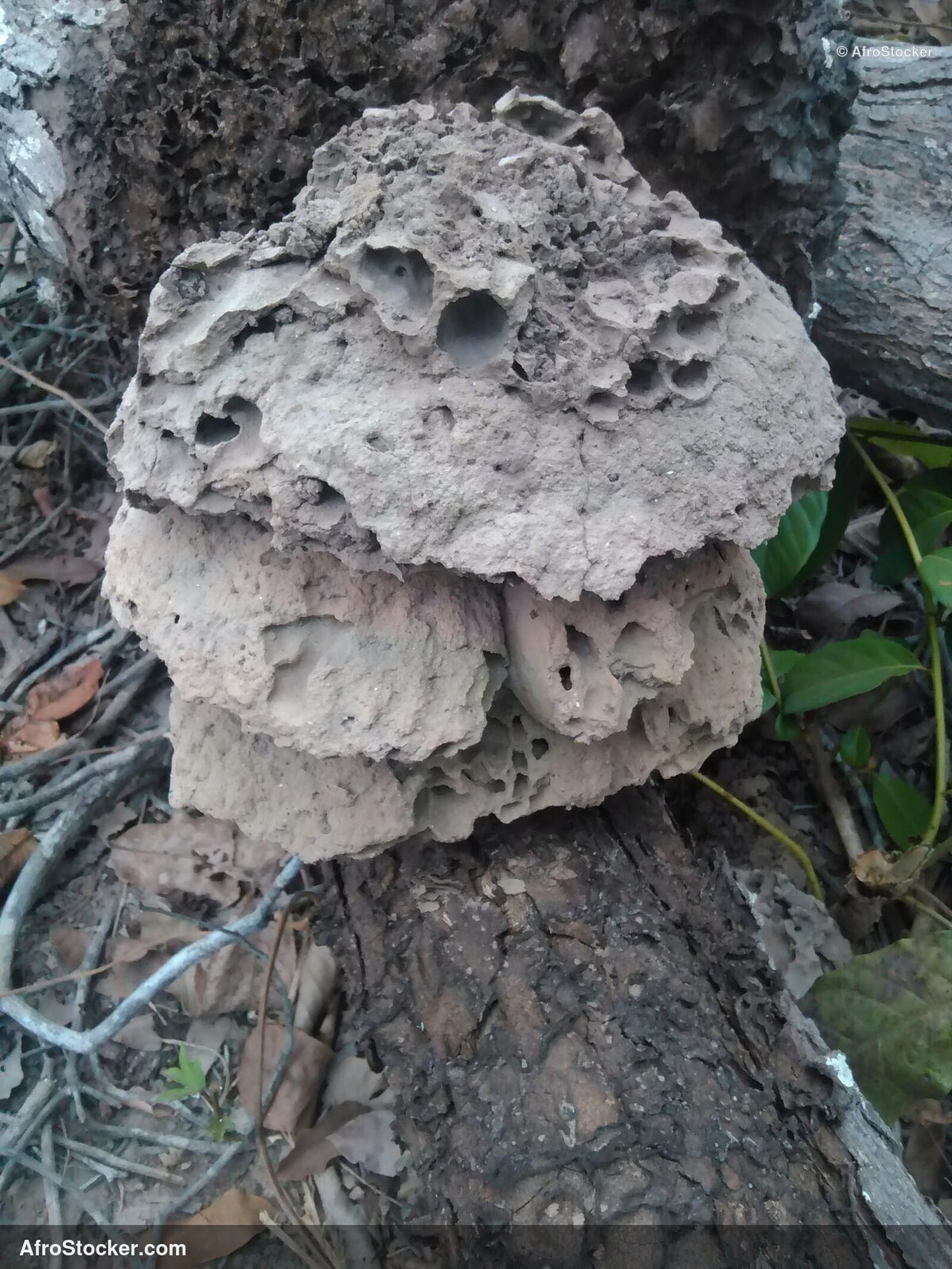 Small Termite Mound Africa / Petite Termitière Afrique | AfroStocker