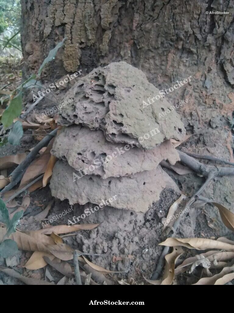 African Termite Mound Landscape / Termitière Africaine Paysage | AfroStocker
