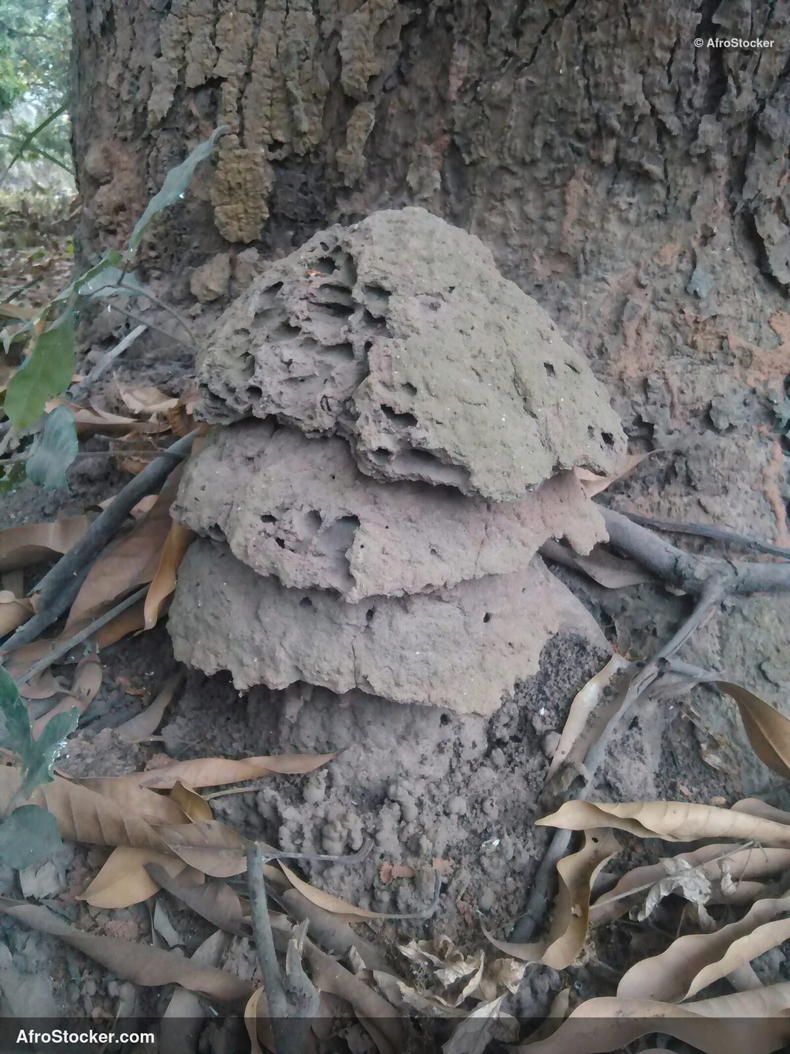 African Termite Mound Landscape / Termitière Africaine Paysage | AfroStocker