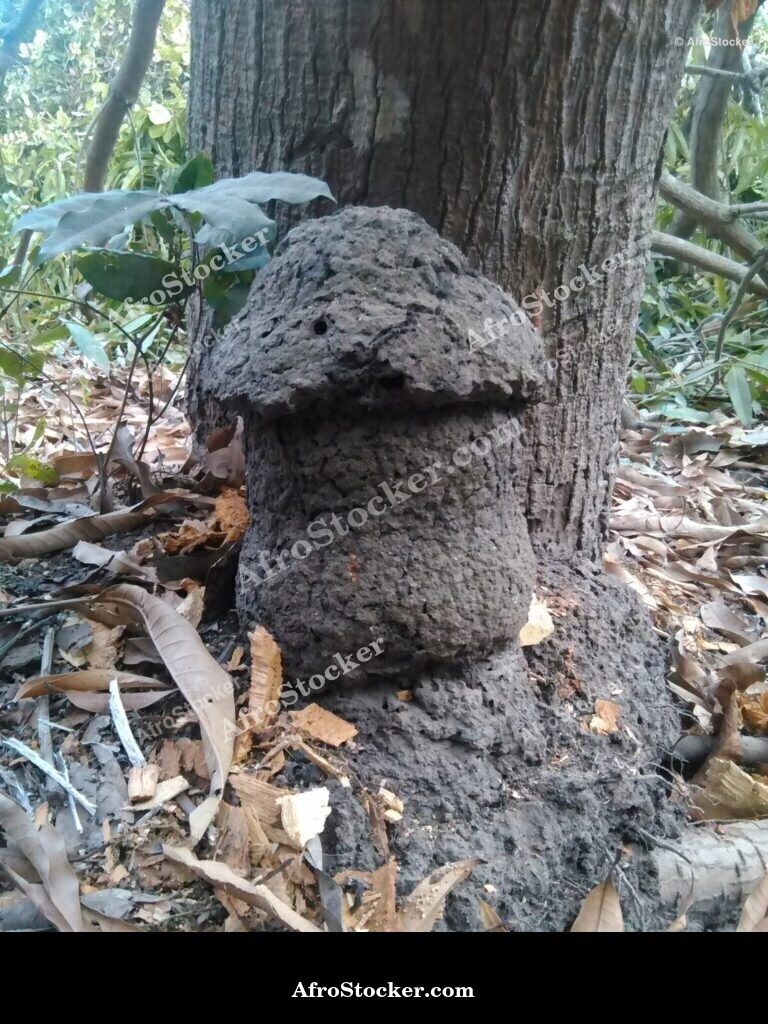 Large African Termite Mound / Grande Termitière Africaine | AfroStocker