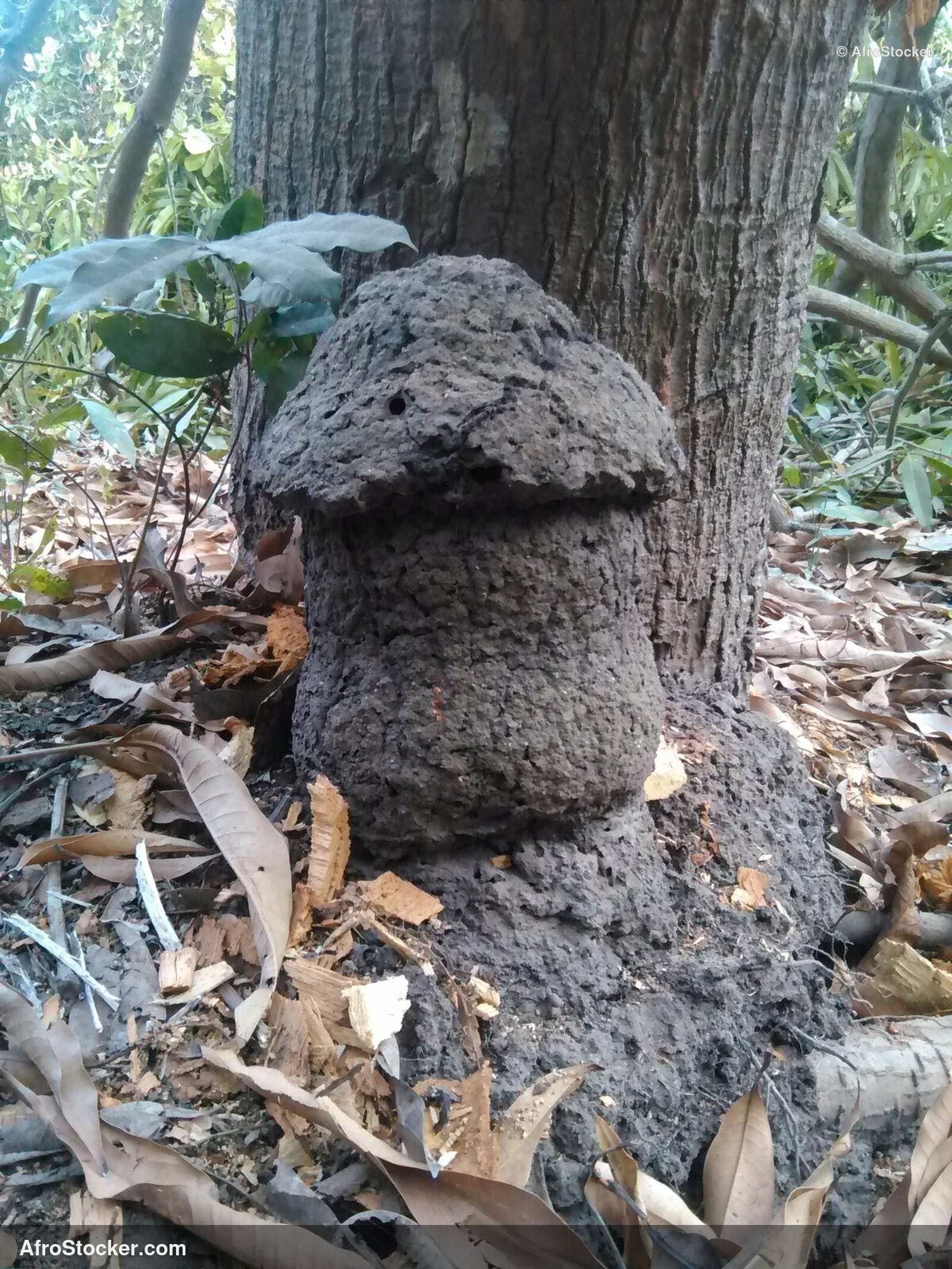 Large African Termite Mound / Grande Termitière Africaine | AfroStocker