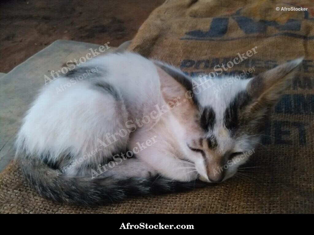 Cat Terrace African Horizon | AfroStocker