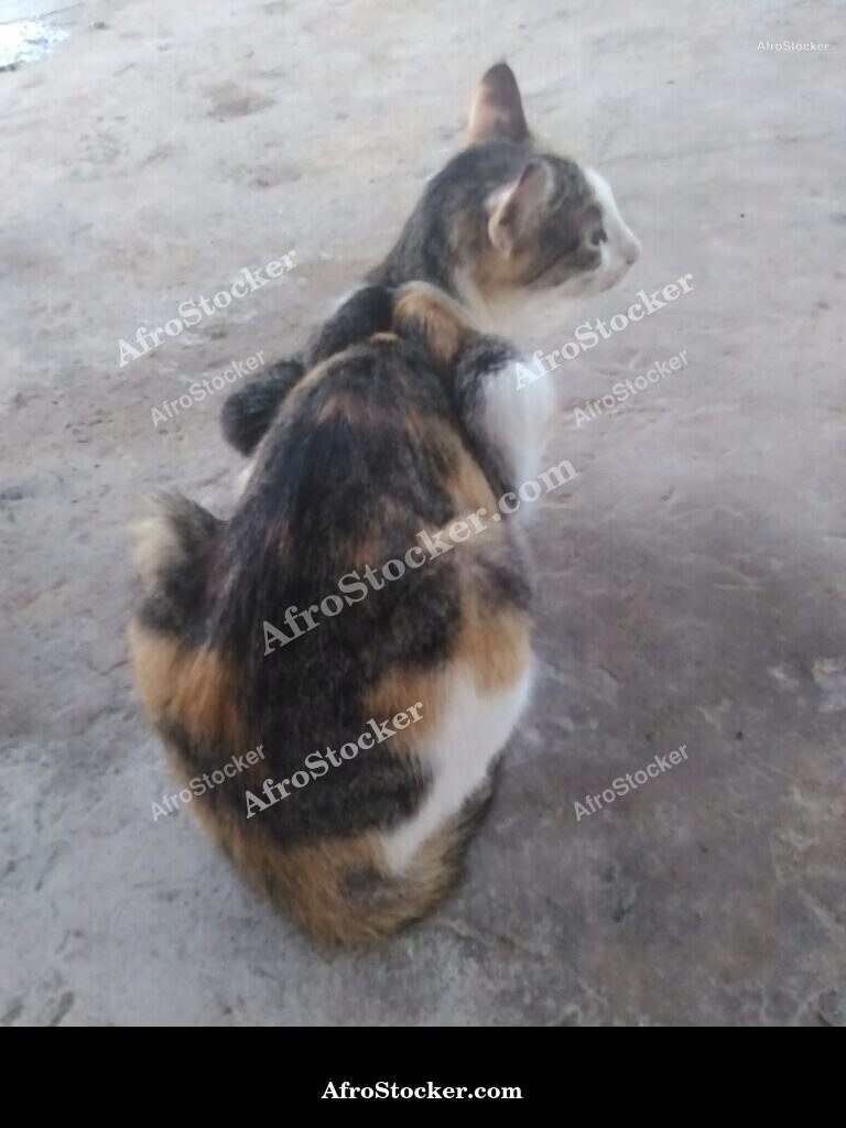Exotic Terrace Cat Horizon | AfroStocker