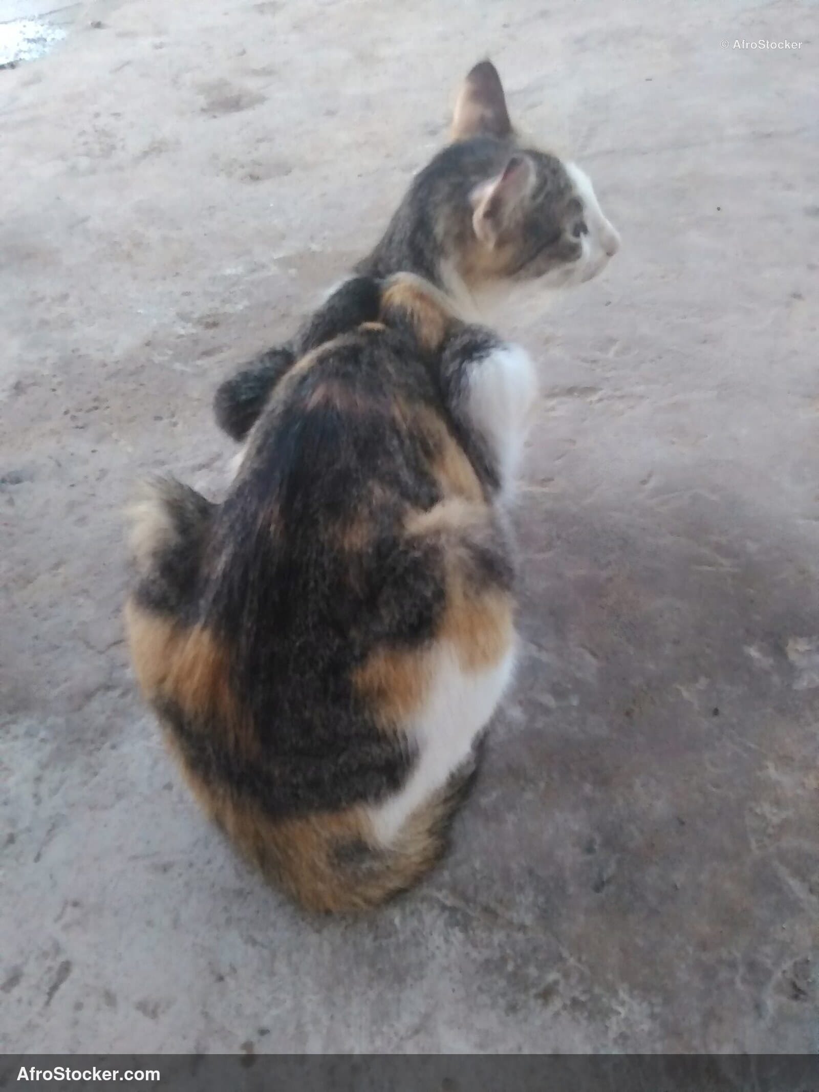 Exotic Terrace Cat Horizon | AfroStocker