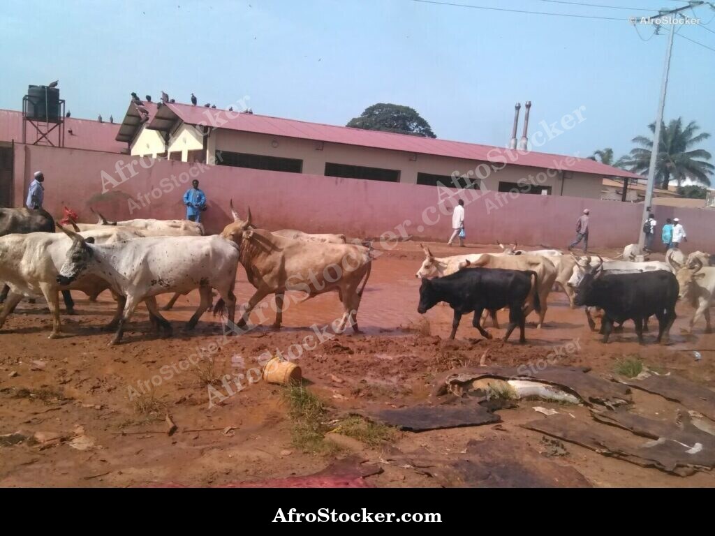 Cattle Drive West Africa | AfroStocker