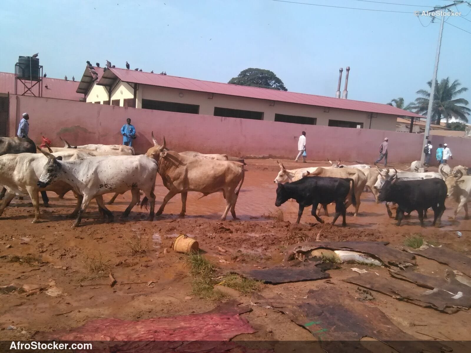Cattle Drive West Africa / Déplacement Troupeau Vaches Afrique | AfroStocker