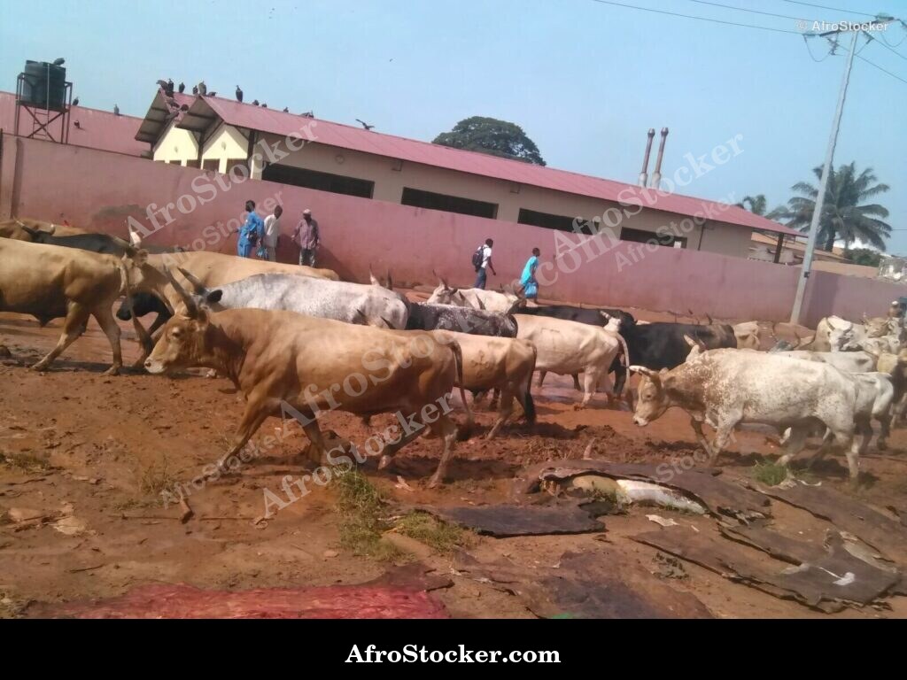 Grazing Cattle Herd West Africa | AfroStocker