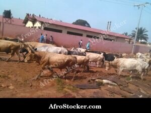 Grazing Cattle Herd West Africa