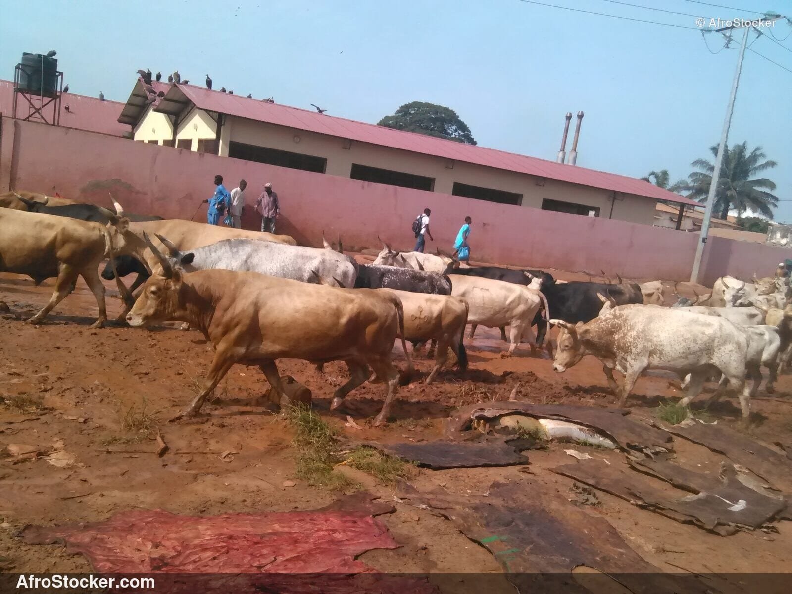 Grazing Cattle Herd West Africa / Troupeau Vaches Pâturage Afrique | AfroStocker