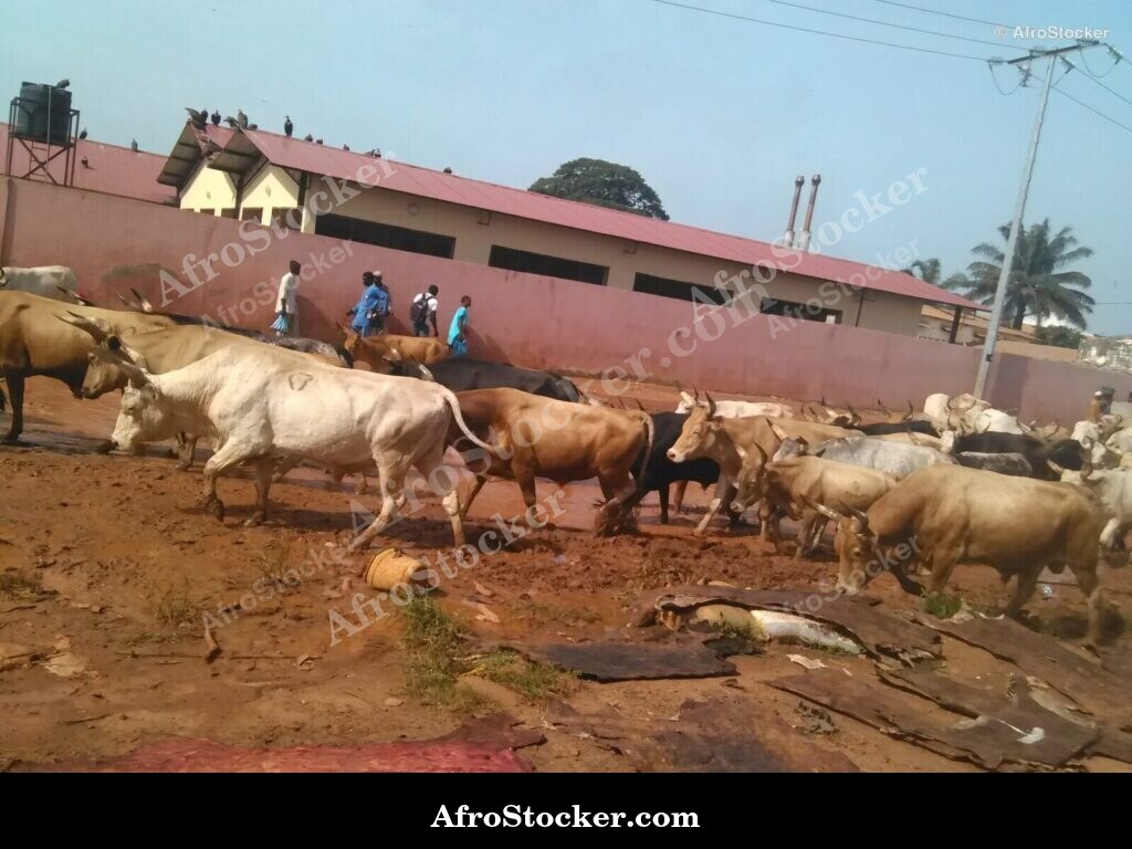African Cattle Herd Open Field | AfroStocker