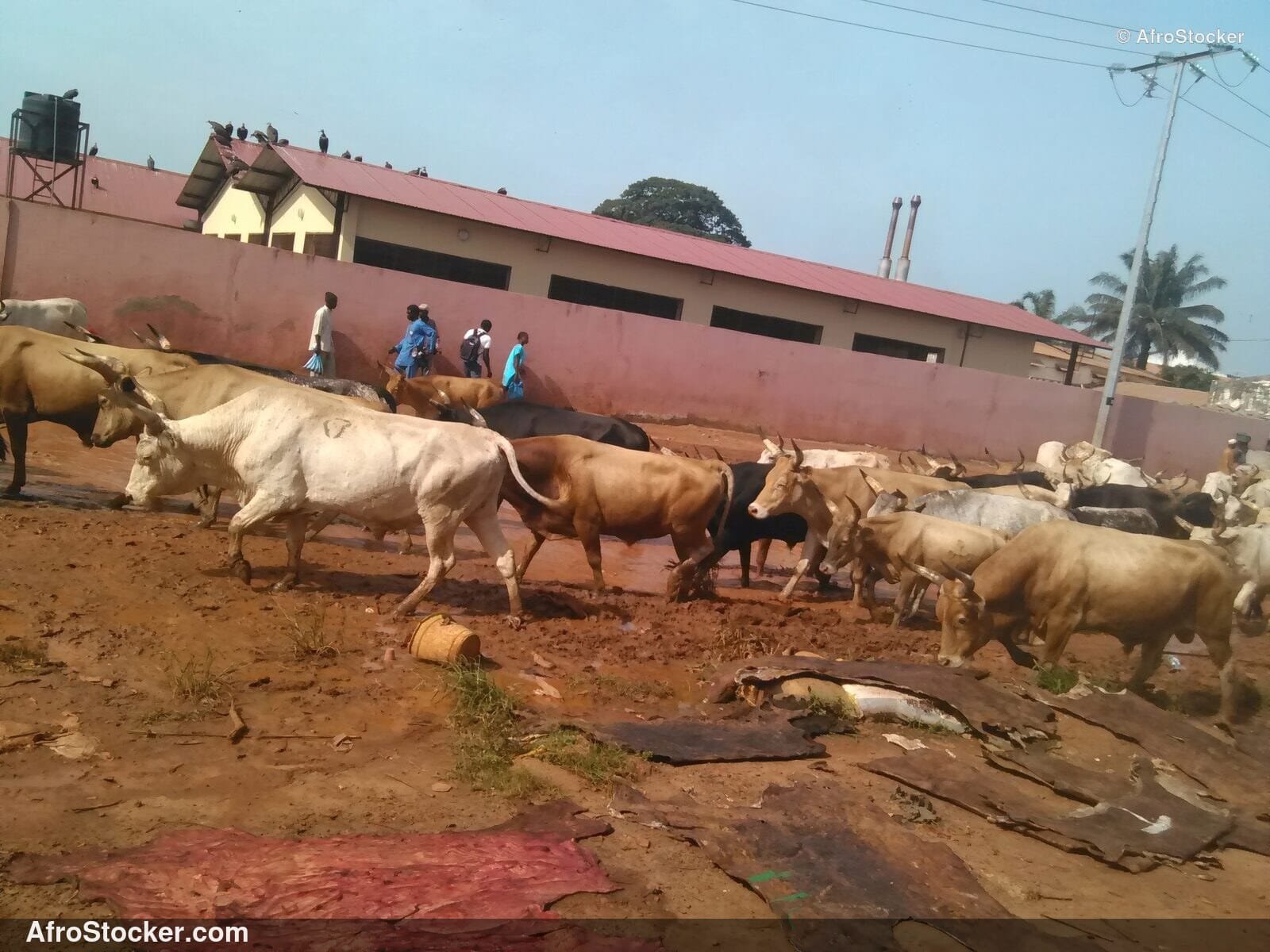 African Cattle Herd Open Field / Troupeau Vaches Africain Plein Air | AfroStocker