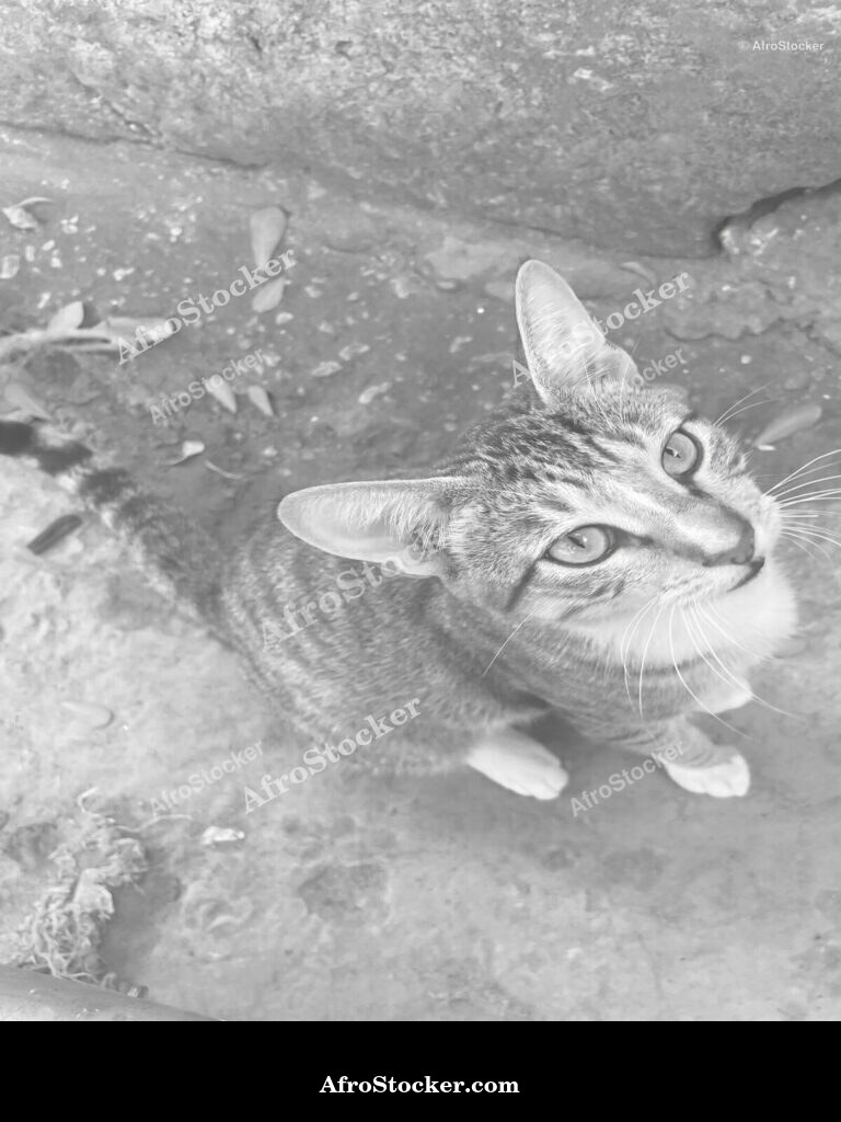Cat Resting African Sunshine | AfroStocker