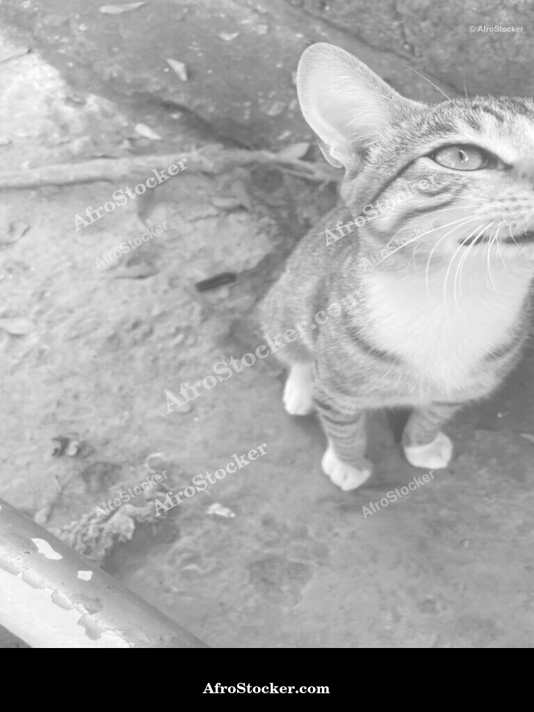 Cat Relaxing African Village | AfroStocker