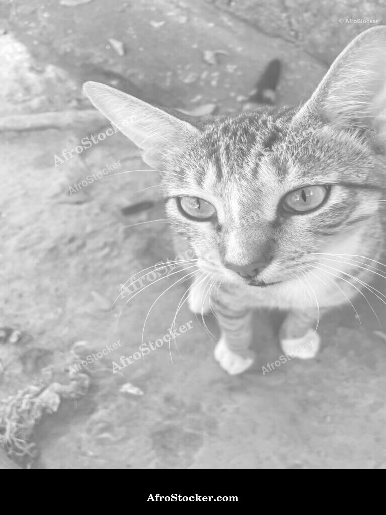 African Street Cat Close Up | AfroStocker