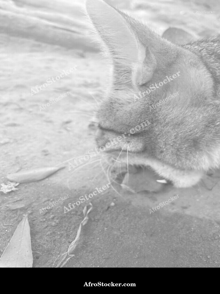 Stray Cat West Africa | AfroStocker