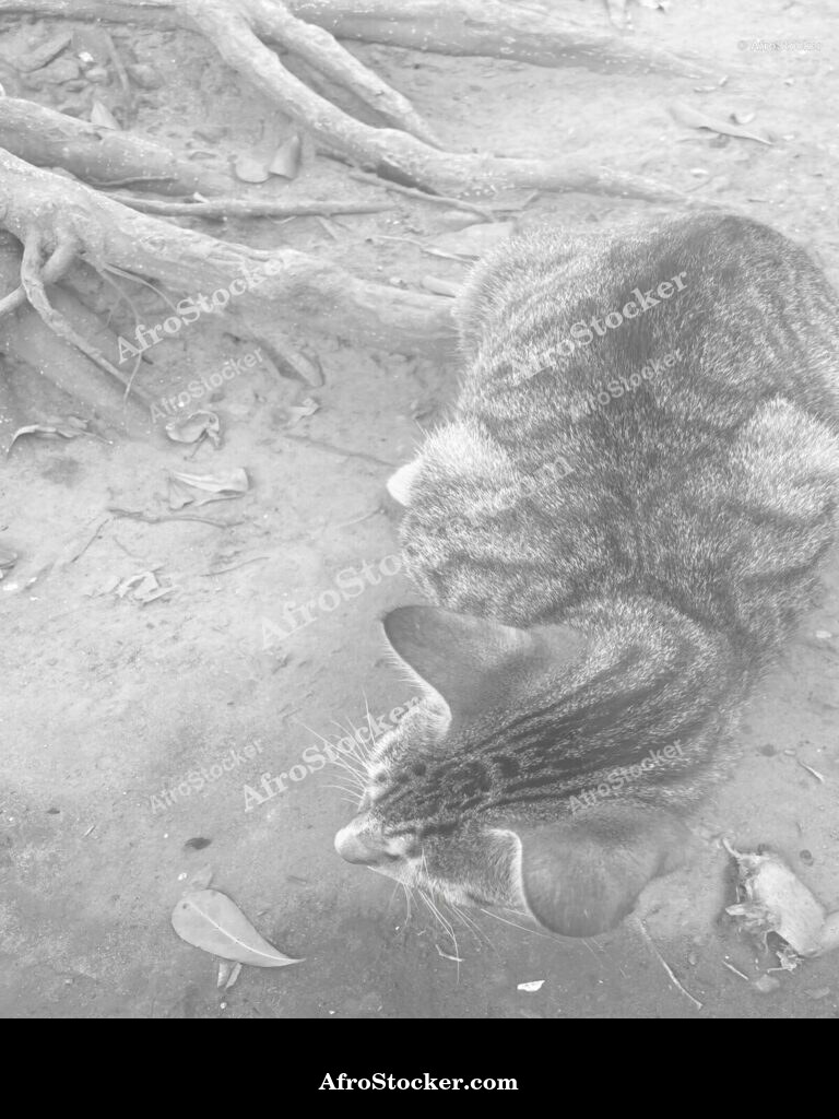 African Cat Outdoor Scene | AfroStocker