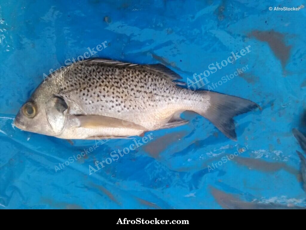 Fish Sale African Market / Vente Poisson Marché Africain | AfroStocker