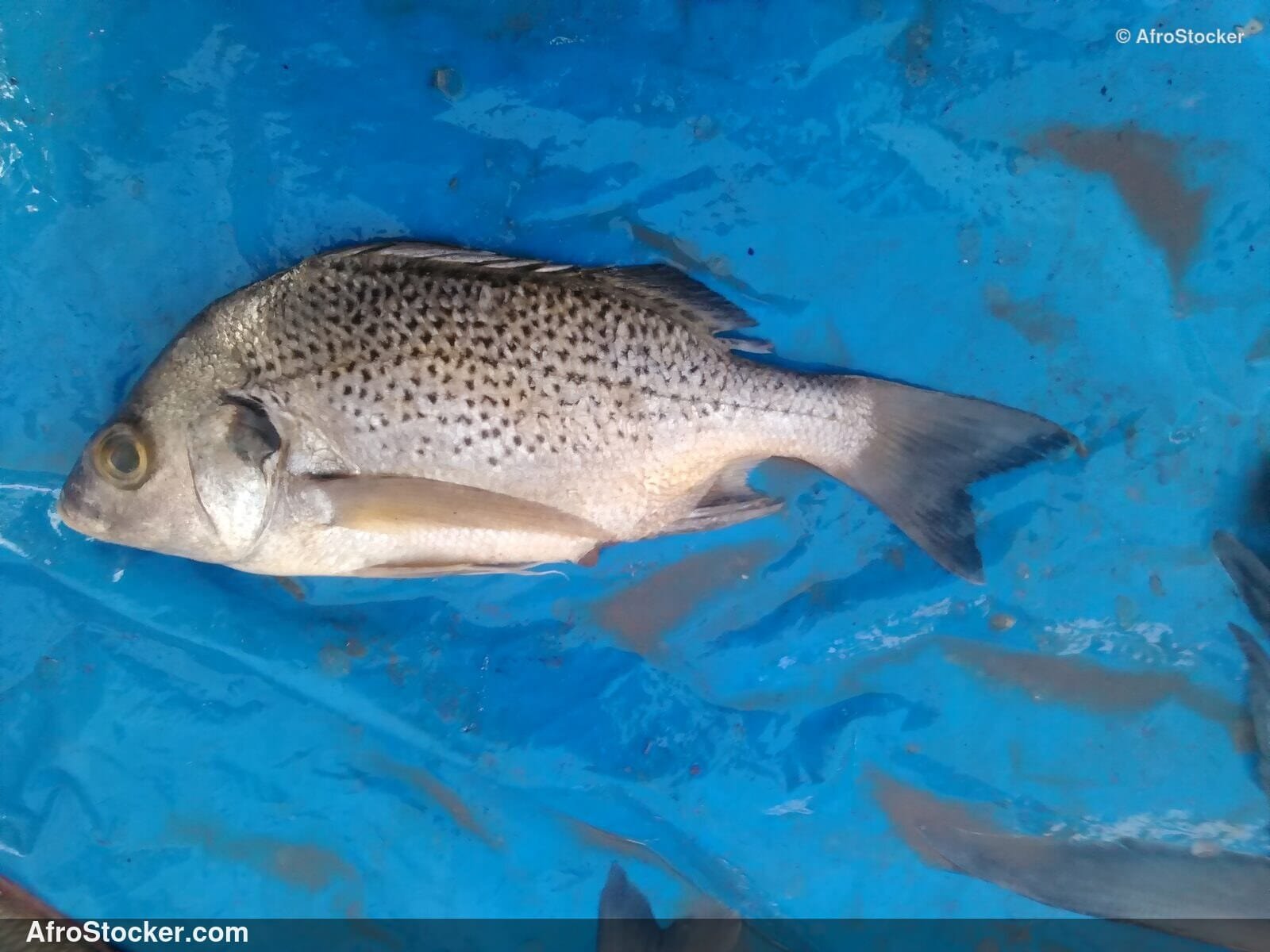 Fish Sale African Market / Vente Poisson Marché Africain | AfroStocker
