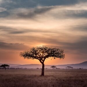 Zebre, Migration, Serengeti