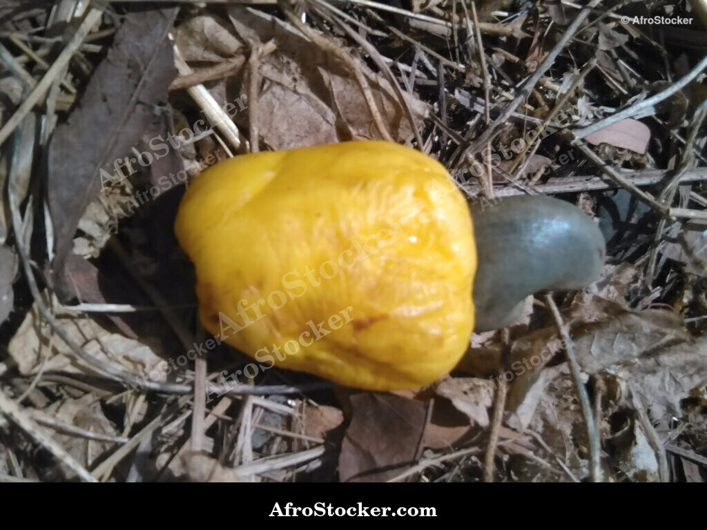 Cashew Fruit Close-Up Africa / Fruit de Cajou en Gros Plan Afrique | AfroStocker