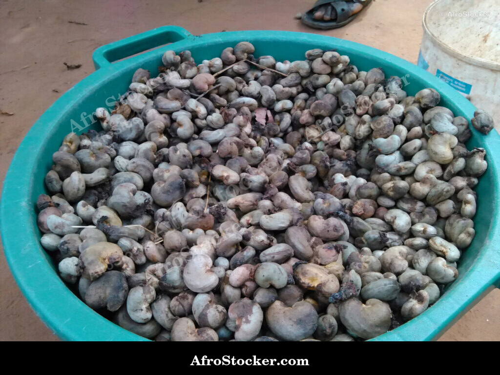 Cashew Fruit West Africa / Fruit de Cajou Afrique de l'Ouest | AfroStocker