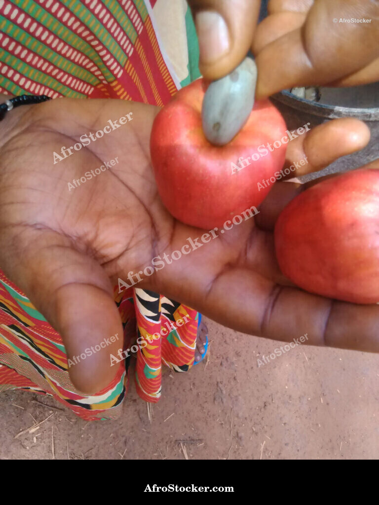 Ripe Cashew Fruit Africa / Fruit de Cajou Mûr Afrique | AfroStocker