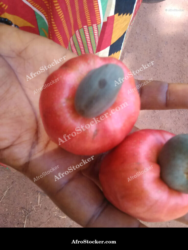 Cashew Tree Fruit Africa / Fruit d'Anacardier Afrique | AfroStocker