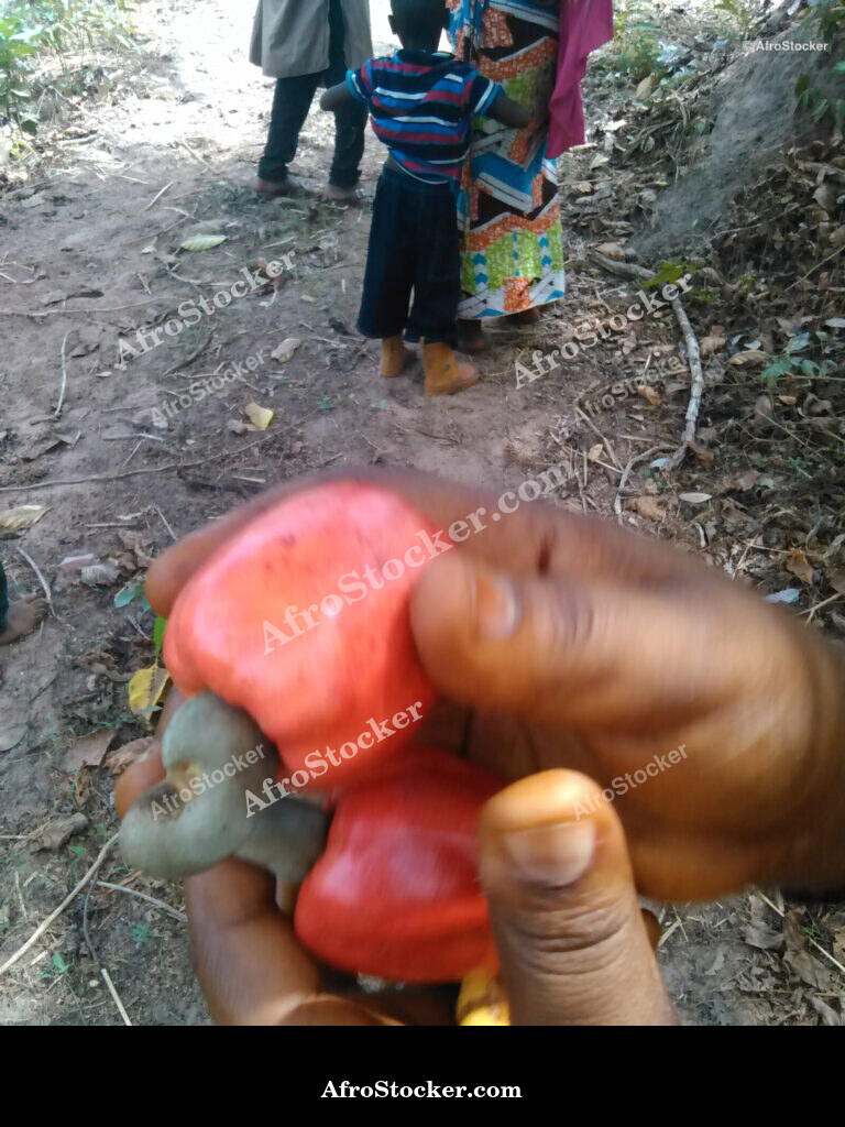 Cashew Harvest Africa / Récolte de Cajou Afrique | AfroStocker