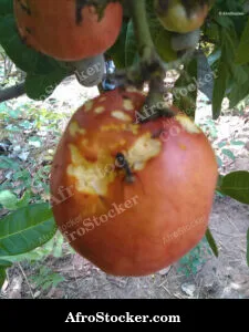 Fresh Cashew Fruit Africa