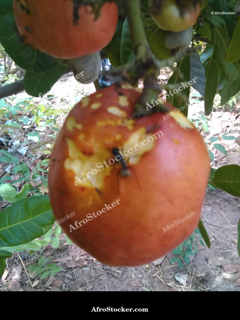 Fresh Cashew Fruit Africa / Fruit de Cajou Frais Afrique | AfroStocker