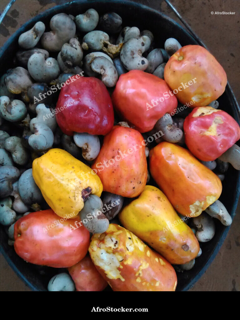 African Cashew Orchard / Verger de Cajou Africain | AfroStocker