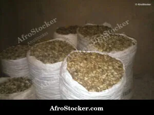 Cashew Season West Africa