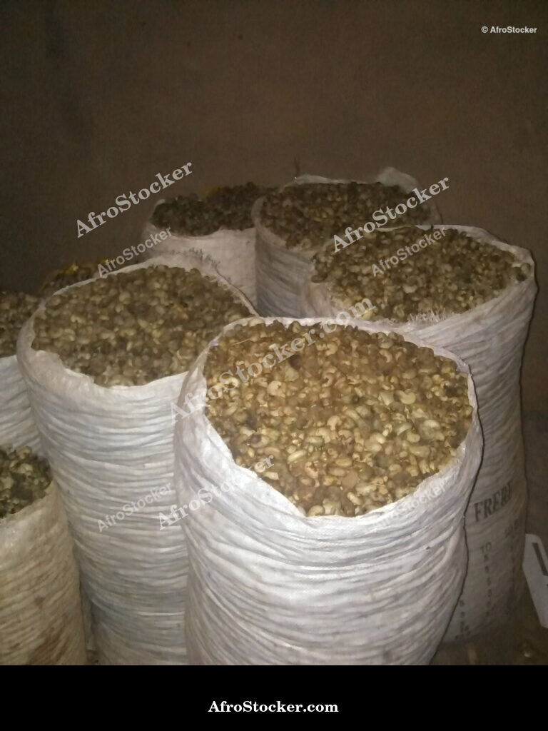 Cashew Trees Africa / Anacardiers Afrique | AfroStocker