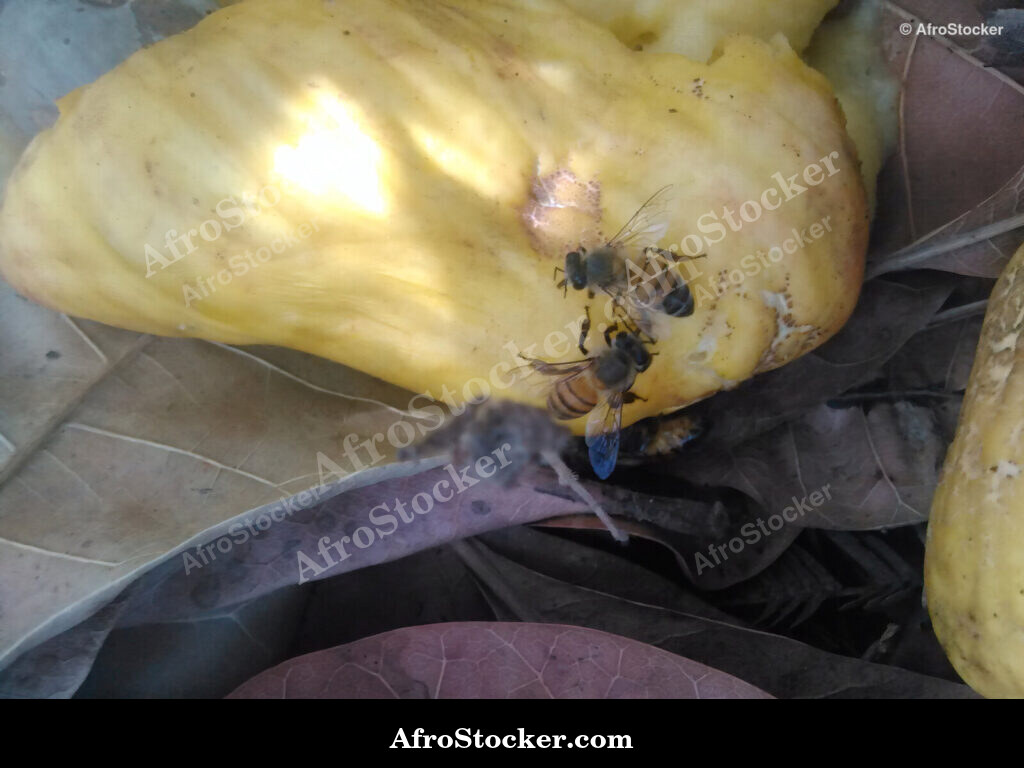 Cashew Farm Africa / Ferme de Cajou Afrique | AfroStocker