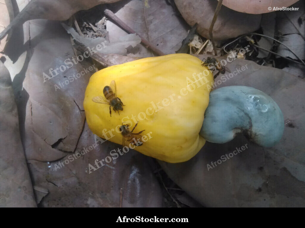 Cashew Nuts Field Guinea-Bissau / Champ de Cajou Guinée-Bissau | AfroStocker