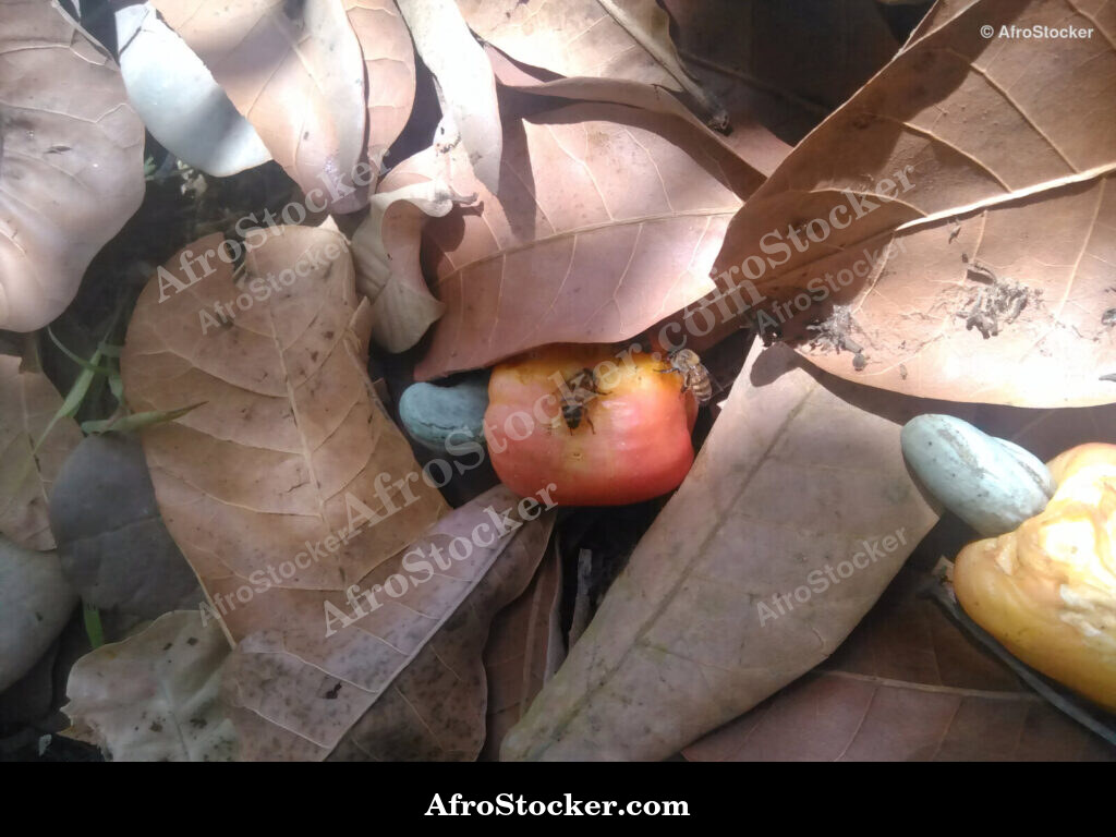 Cashew Fruit Guinea-Bissau / Fruit de Cajou Guinée-Bissau | AfroStocker