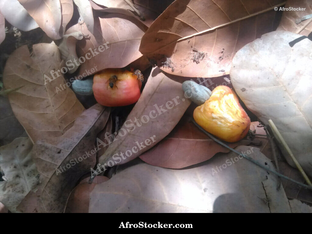 Cashew Nut Basket Guinea-Bissau / Panier de Noix de Cajou Guinée-Bissau | AfroStocker
