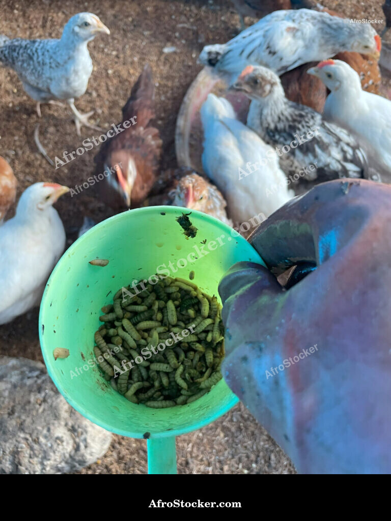 African Maggot Breeding Farm / Ferme d'Élevage d'Asticots Africaine | AfroStocker