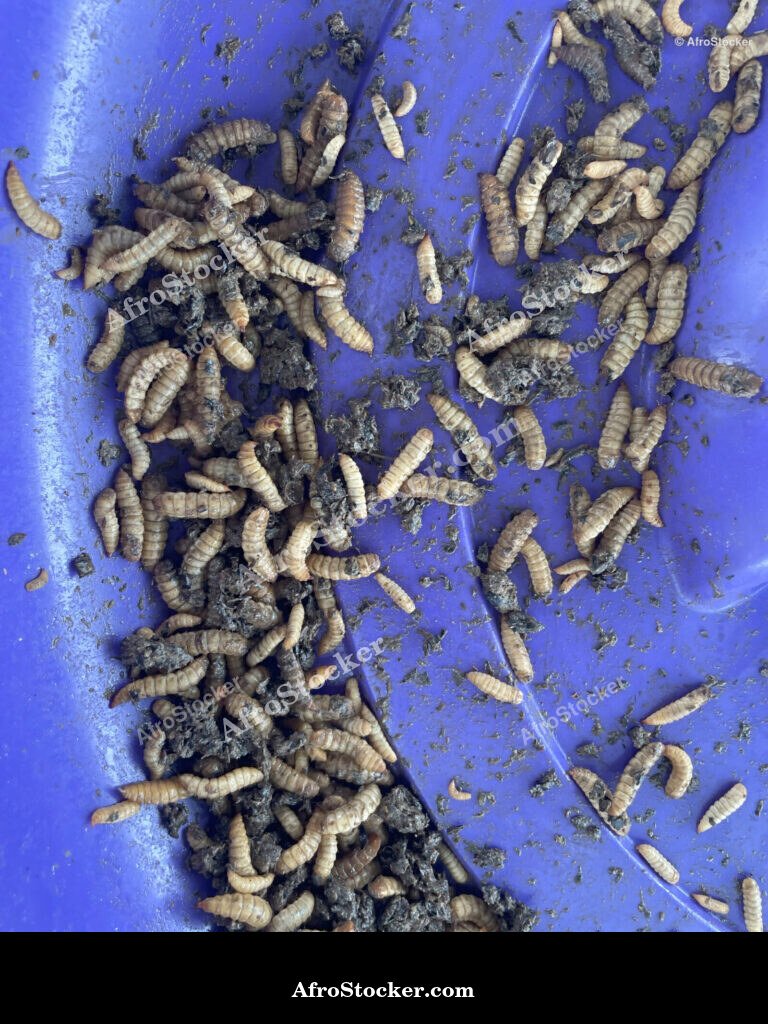 Maggot Farming Africa / Élevage d'Asticots Afrique | AfroStocker