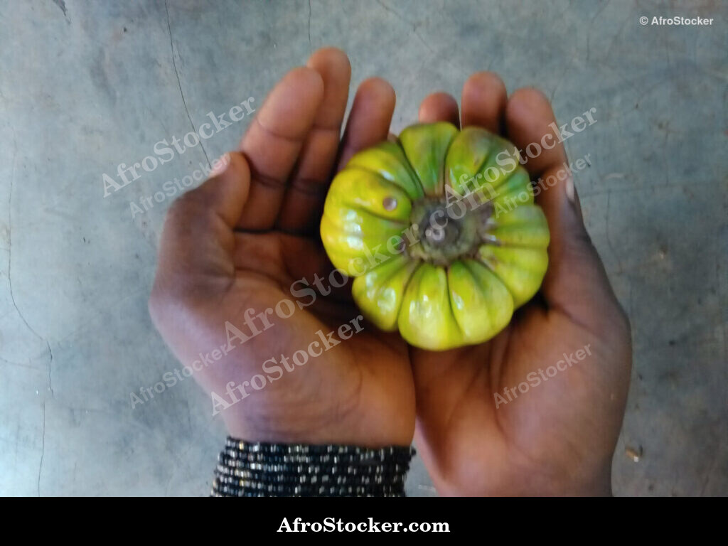 Eggplant in Girl Hands Africa / Aubergine dans les Mains d'une Fillette Afrique | AfroStocker