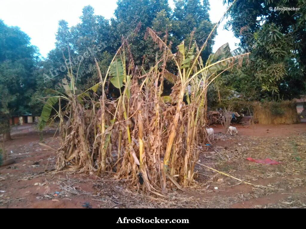 Banana Tree Dry Season Africa / Bananier Saison Sèche Afrique | AfroStocker